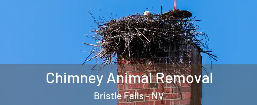 Chimney Animal Removal Bristle Falls - NV