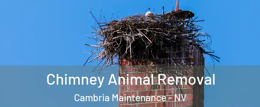 Chimney Animal Removal Cambria Maintenance - NV