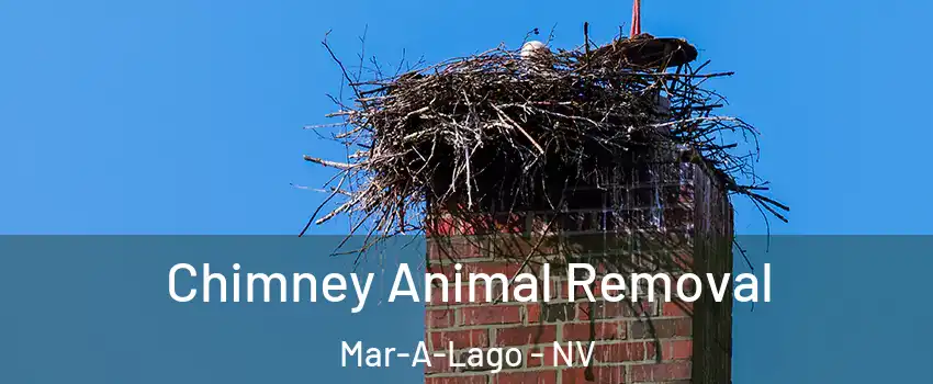 Chimney Animal Removal Mar-A-Lago - NV