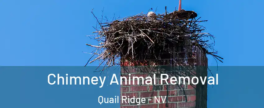 Chimney Animal Removal Quail Ridge - NV