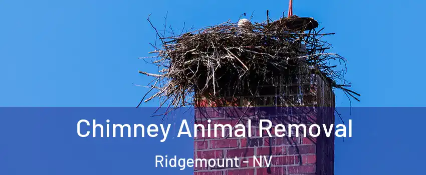Chimney Animal Removal Ridgemount - NV
