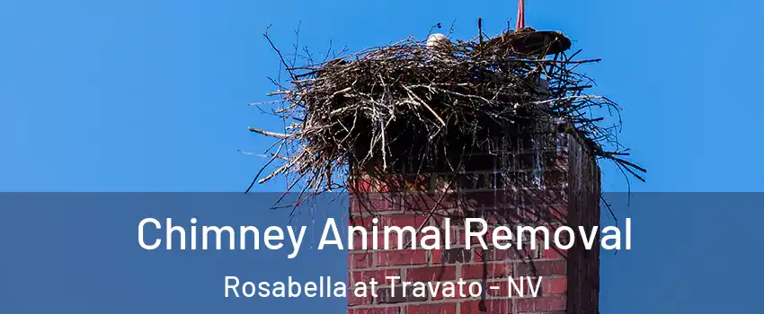 Chimney Animal Removal Rosabella at Travato - NV