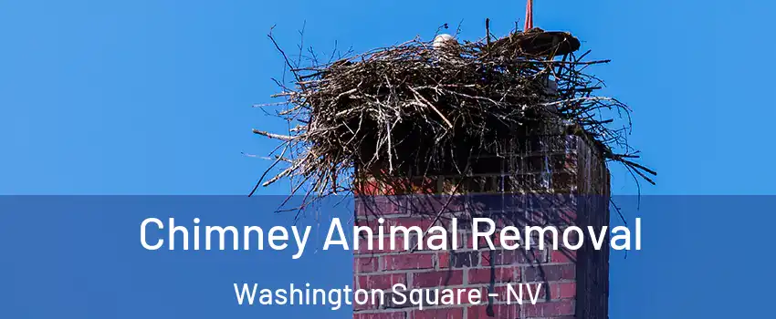Chimney Animal Removal Washington Square - NV