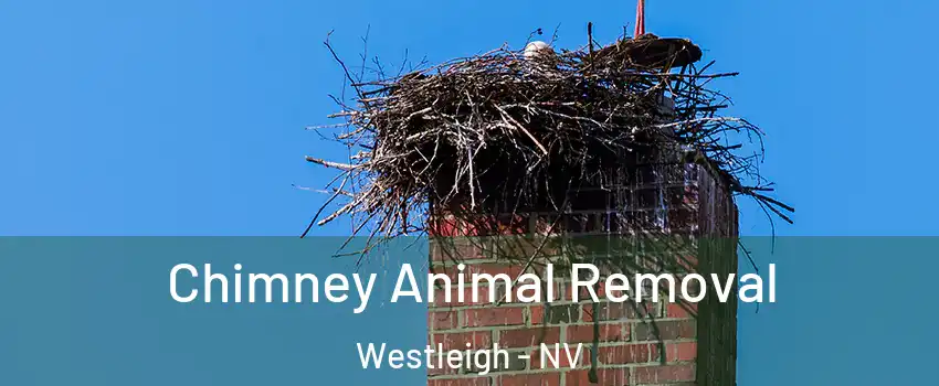 Chimney Animal Removal Westleigh - NV